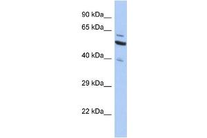 Western Blotting (WB) image for anti-Sec1 Family Domain Containing 1 (SCFD1) (C-Term) antibody (ABIN2505190) (SCFD1 anticorps  (C-Term))