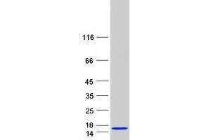Validation with Western Blot