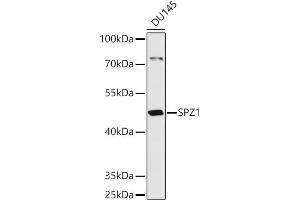 Western blot analysis of extracts of DU145 cells, using SPZ1 antibody (ABIN7270527) at 1:1000 dilution. (SPZ1 anticorps  (AA 1-430))