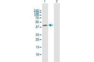 Western Blot analysis of NAT6 expression in transfected 293T cell line by NAT6 MaxPab polyclonal antibody.