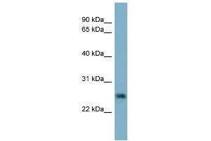 WB Suggested Anti-NTF5 Antibody Titration: 0. (Neurotrophin 4 anticorps  (N-Term))