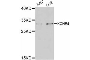 Western blot analysis of extracts of various cell lines, using KCNE4 antibody (ABIN5998032) at 1:3000 dilution. (KCNE4 anticorps)