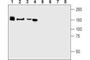 Western blot analysis of mouse brain (lanes 1 and 5), rat brain (lanes 2 and 6), human brain neuroblastoma (SH-SY5Y) cells (lanes 3 and 7) and rat Pheochromocytoma  cells (lanes 4 and 8):1-4. (Neurexin 3 (NRXN3) Peptide)