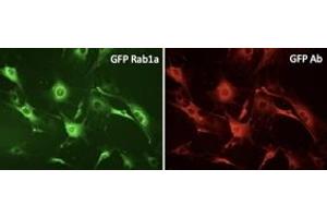 Immunofluorescence (IF) image for anti-Green Fluorescent Protein (GFP) antibody (ABIN1439999)