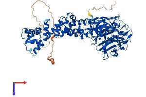 AlphaFold protein structure predicition of Human Recombinant KLHL13 Protein, UniprotID Q9P2N7