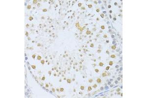 Immunohistochemistry of paraffin-embedded mouse testis using POLR2A antibody (ABIN5998562) at dilution of 1/100 (40x lens). (POLR2A/RPB1 anticorps)
