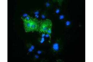 Immunofluorescence (IF) image for anti-Oxysterol Binding Protein-Like 11 (OSBPL11) antibody (ABIN1499921) (OSBPL11 anticorps)