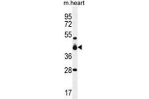 VSIG8 Antibody (C-term) western blot analysis in mouse heart tissue lysates (35 µg/lane).