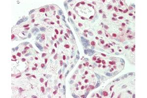 Anti-STAG2 antibody IHC staining of human placenta.