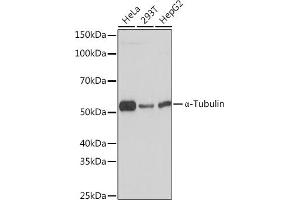 Western blot analysis of extracts of various cell lines, using α-Tubulin Rabbit mAb (ABIN7271036) at 1:1000 dilution.