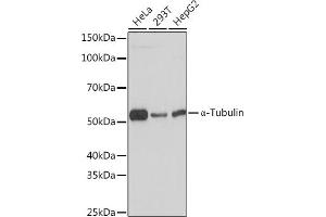 Western blot analysis of extracts of various cell lines, using α-Tubulin Rabbit mAb (ABIN7271036) at 1:1000 dilution. (TUBA4A anticorps)