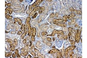 IHC testing of FFPE mouse kidney tissue with FZD3 antibody at 1ug/ml. (FZD3 anticorps)