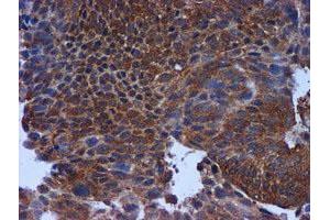 Image no. 4 for anti-Metalloproteinase Inhibitor 2 (TIMP2) antibody (ABIN1501393) (TIMP2 anticorps)