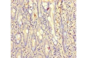 Immunohistochemistry of paraffin-embedded human small intestine tissue using ABIN7164149 at dilution of 1:100 (PCF11 anticorps  (AA 409-604))