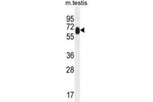 TTC39B Antibody (C-term) western blot analysis in mouse testis tissue lysates (35 µg/lane). (TTC39B anticorps  (C-Term))