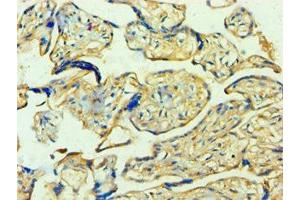 Immunohistochemistry of paraffin-embedded human placenta tissue using ABIN7142103 at dilution of 1:100