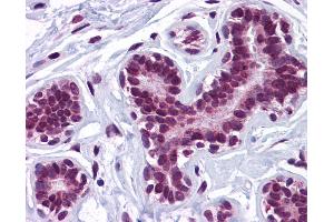 Anti-KPNA4 antibody IHC of human breast. (KPNA4 anticorps  (N-Term))