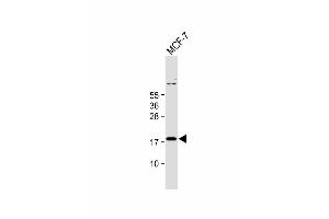 Anti-IER3 Antibody (N-term) at 1:1000 dilution + MCF-7 whole cell lysate Lysates/proteins at 20 μg per lane. (IER3 anticorps  (N-Term))