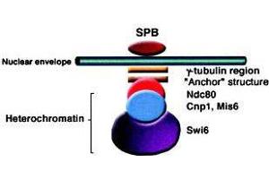 1. (Swi6 (AA 314-328) anticorps)