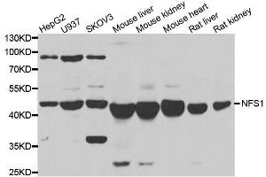 Western blot analysis of extracts of various cell lines, using NFS1 antibody. (NFS1 anticorps  (AA 208-457))