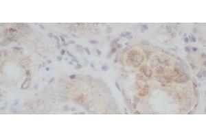 Immunohistochemistry of paraffin-embedded Rat kidney using ERG Polyclonal Antibody at dilution of 1:50 (ERG anticorps)