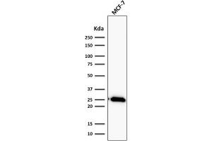 ABIN6383843 to BCL2 was successfully used to stain an approx. (Recombinant Bcl-2 anticorps)