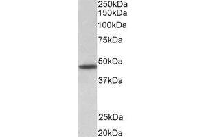 Western Blotting (WB) image for anti-G Protein-Coupled Receptor 83 (GPR83) (Internal Region) antibody (ABIN2465006) (GPR83 anticorps  (Internal Region))