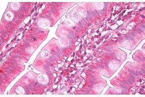 Anti-NUDT1 / MTH1 antibody IHC staining of human small intestine. (NUDT1 anticorps)