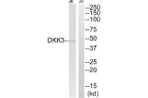 Western blot analysis of extracts from Jurkat cells, using DKK3 antibody. (DKK3 anticorps)
