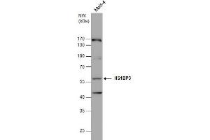 WB Image HS1BP3 antibody detects HS1BP3 protein by western blot analysis. (HS1BP3 anticorps  (C-Term))