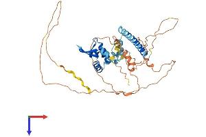 AlphaFold protein structure predicition of Mouse Recombinant Foxp3 Protein, UniprotID Q99JB6