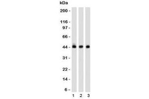 Western blot of 1) K562, 2) 293 and 3) A549 cell lysates using Napsin-A antibody (clone NPSNA-1). (NAPSA anticorps)
