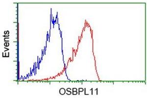 Image no. 3 for anti-Oxysterol Binding Protein-Like 11 (OSBPL11) antibody (ABIN1499918) (OSBPL11 anticorps)