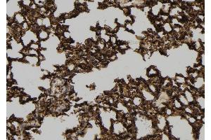 anti-NFKB Inhibitor Interacting Ras-Like 1 (NKIRAS1) (C-Term) antibody