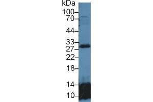 Detection of GSTt2 in Mouse Lung lysate using Polyclonal Antibody to Glutathione S Transferase Theta 2 (GSTt2) (GSTT2 anticorps  (AA 15-235))