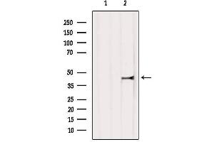 Western blot analysis of extracts from 3T3, using c-Jun Antibody.