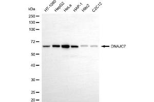 anti-DnaJ (Hsp40) Homolog, Subfamily C, Member 7 (DNAJC7) antibody