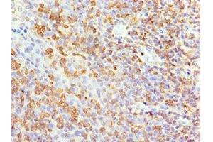 Immunohistochemistry of paraffin-embedded human tonsil tissue using ABIN7144041 at dilution of 1:100