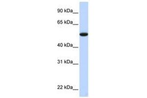 Image no. 1 for anti-Chromosome 9 Open Reading Frame 43 (C9orf43) (C-Term) antibody (ABIN6741349) (C9orf43 anticorps  (C-Term))