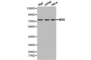 Western Blotting (WB) image for anti-Moesin (MSN) antibody (ABIN1873759) (Moesin anticorps)
