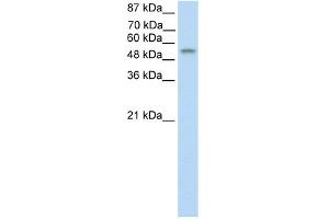 WB Suggested Anti-TEAD4 Antibody Titration:  0.
