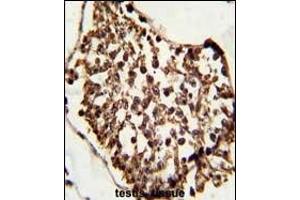 Formalin-fixed and paraffin-embedded human testis tissue reacted with SET07 Antibody, which was peroxidase-conjugated to the secondary antibody, followed by DAB staining. (SETD8 anticorps  (N-Term))