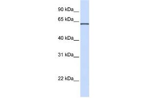 Western Blotting (WB) image for anti-Integrin alpha FG-GAP Repeat Containing 1 (ITFG1) antibody (ABIN2459345) (ITFG1 anticorps)