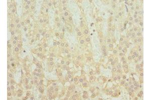 Immunohistochemistry of paraffin-embedded human adrenal gland tissue using ABIN7170393 at dilution of 1:100 (SNX32 anticorps  (AA 144-403))