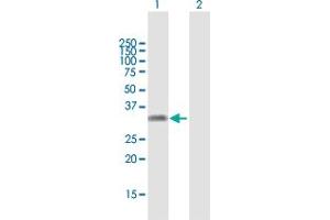 Western Blot analysis of KLF16 expression in transfected 293T cell line by KLF16 MaxPab polyclonal antibody. (KLF16 anticorps  (AA 1-252))