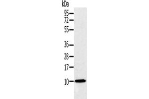 Western Blotting (WB) image for anti-NADH Dehydrogenase (Ubiquinone) 1 alpha Subcomplex, 2, 8kDa (NDUFA2) antibody (ABIN2423857)