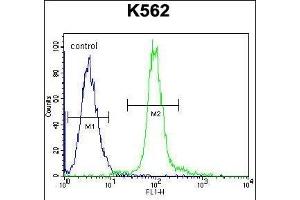 GLMN Antibody (C-term) (ABIN655986 and ABIN2845370) flow cytometric analysis of K562 cells (right histogram) compared to a negative control cell (left histogram).