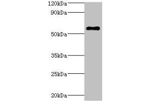 Western blot All lanes: ATP6V1B2 antibody at 5 μg/mL + Hela whole cell lysate Secondary Goat polyclonal to rabbit IgG at 1/10000 dilution Predicted band size: 57 kDa Observed band size: 57 kDa