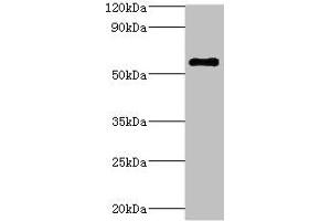 Western blot All lanes: ATP6V1B2 antibody at 5 μg/mL + Hela whole cell lysate Secondary Goat polyclonal to rabbit IgG at 1/10000 dilution Predicted band size: 57 kDa Observed band size: 57 kDa (ATP6V1B2 anticorps  (AA 262-511))