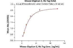 Immobilized Recombinant Human Midkine Protein, CF at 2 μg/mL (100 μL/well) can bind Mouse Glypican 2, His Tag (ABIN6933642,ABIN6938871) with a linear range of 2-13 ng/mL (QC tested). (GPC2 Protein (AA 22-556) (His tag))
